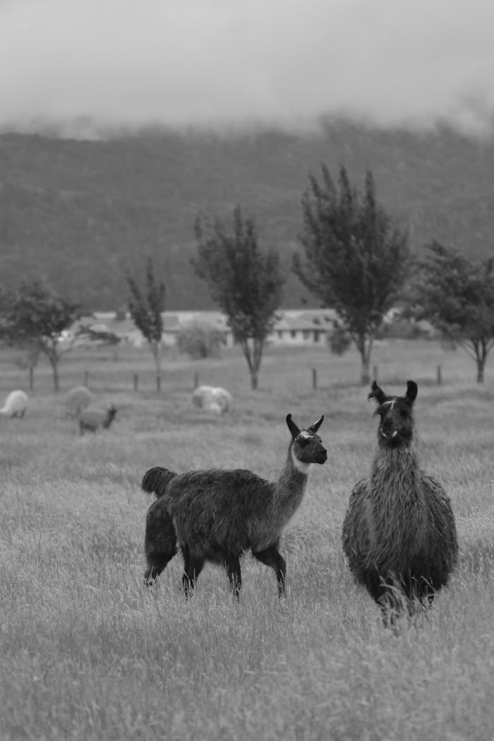Black and white photo of llamas in a field